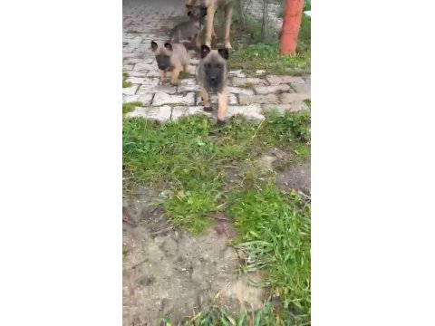 Safkan Dik Kulak Belçika Kurdu (Malinois) Yavrular