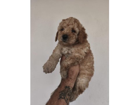 Toy Poodle Yavruları