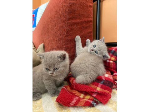 Bir Buçuk Aylık Babaları Şecereli Yavru Kediler