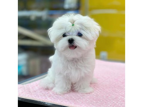%100 Orjinal Maltese Yavruları