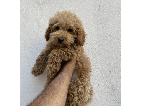 3 Aylık Maltipoo Sağlık Garantili