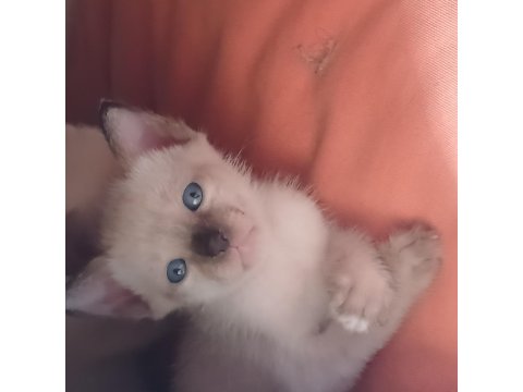 Siyam Kedisi Yavrular