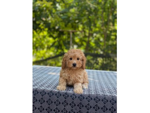 En Microsu A Kalite Maltipoo