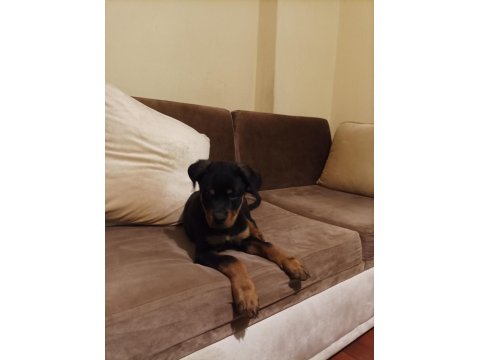 Rottweiler Safkan 75 Günlük Erkek