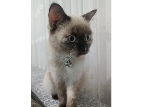 Ücretsiz Siyam Kedisi Blue Point Karışımı