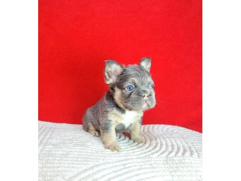 Tr Deki En Yeni Ve Üst French Bulldoglar