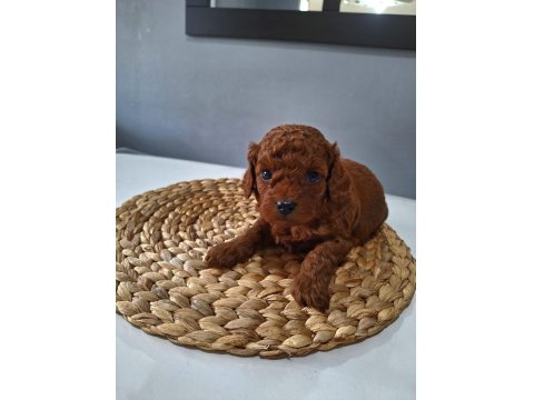 Mersin Lokumu Poodle Yavrular