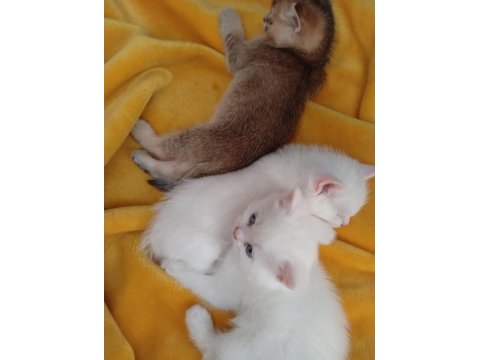 2 Aylık Yavru British - Van Kedisi Melezi