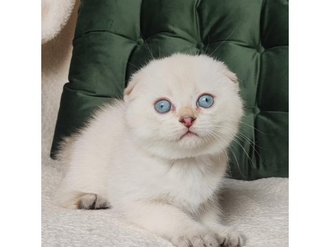 Minnoşum Silver Scottish Fold Shorthair Yavrumuz