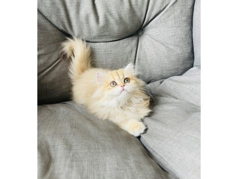 British Longhair Golden Ny11