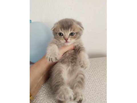 British Scottish Kedilerim