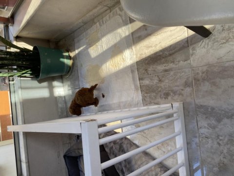 Dünyalar Tatlısı Poddle Oğlumuz