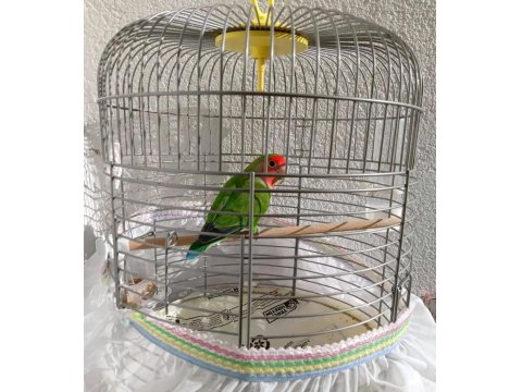 Erkek Sevda Papağanı