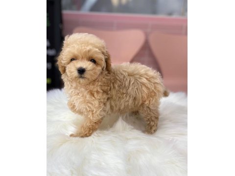 Efsane Maltipoo Yavruları