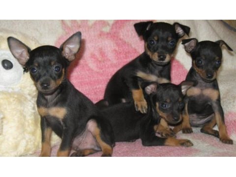 Mini Mini Pinscher Yavrularımız