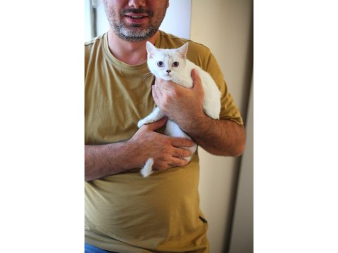 Teslime Hazır Beyaz Cins Yavru Kediler