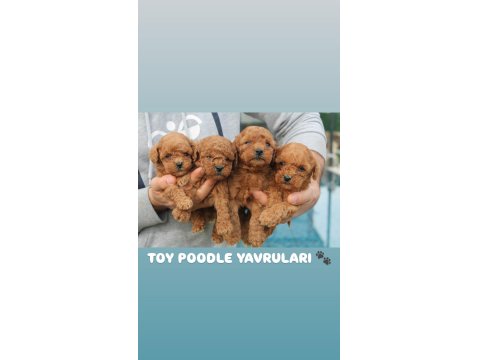 Toy Poodle Red Brown Yavruları