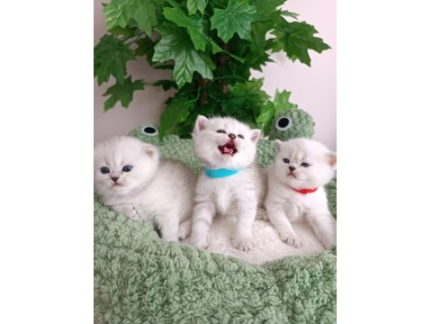 Safkan Sağlıklı British Yavrularım