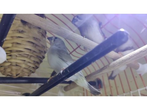 Ev Sıcaklığında Beslenen Hint Bülbülleri 1-2-3 Aylık