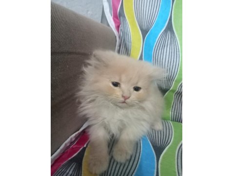 British Yavru Kediler