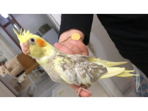 30 Günlük Yavru Sultan Papağanlar