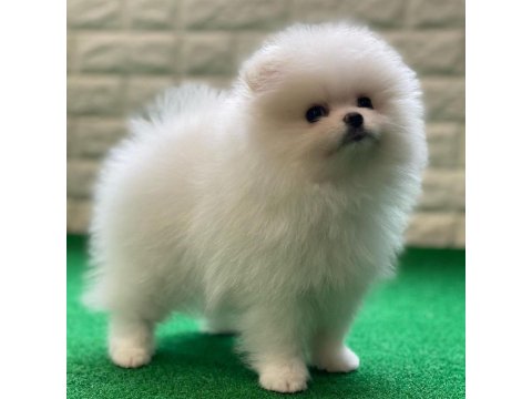Pomeranian Boo Köpeği Yavruları