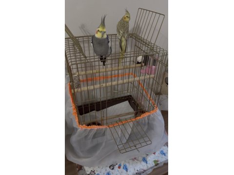 Sağlıklı Erkek Ve Dişi Sultan Papağanları