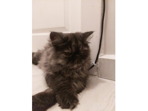 Nadir Renk İran Kedisi Dişi