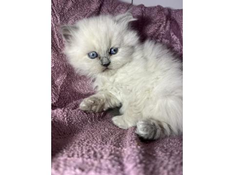 Blue Point British Longhair