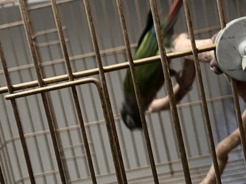 Hareketli Zeki Eğitime Açık Rengarenk Konur Papağanı