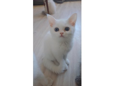 Cana Yakın Oyuncu British Yavrular