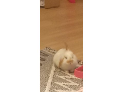 Hollanda Lop Tavşanı