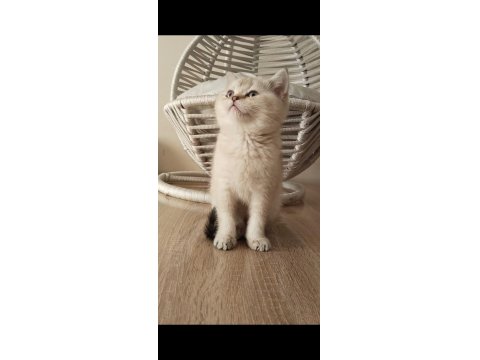 İki Buçuk Aylık Dişi Ve Erkek Yavru Kedimiz