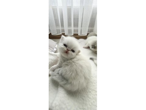 Safkan İran Kedisi Yavrularımız