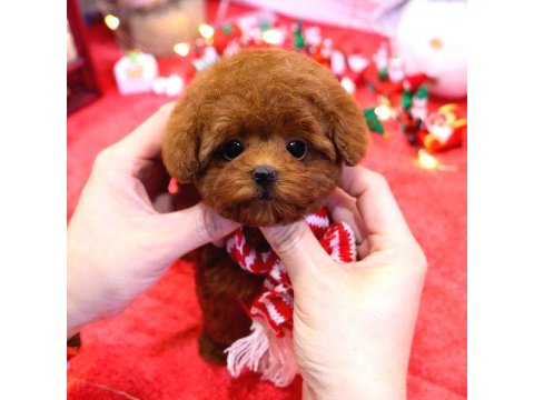 Toy Poodle Köpeği