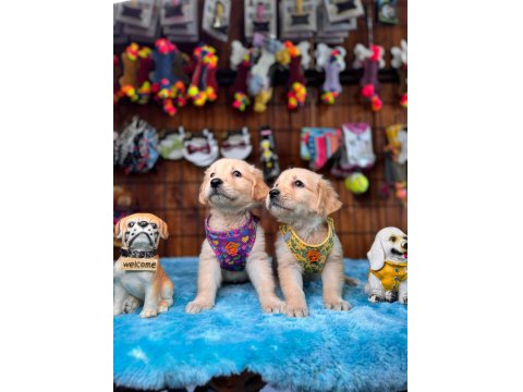 Golden Retriever Severler İçin Minik Kalpler
