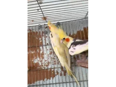 Yavru Aldığım Sağlam Sultan Papağanı Takımlar