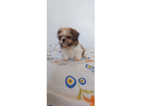 Ev Ortamında Büyüyen Shih Tzu Köpekler