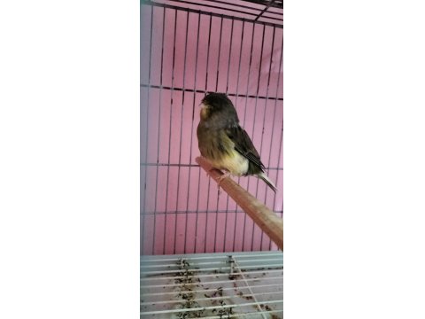 Gloster Erkek Kanarya