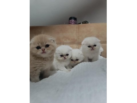 Çok Sevimli Safkan Exotic Amerikan Kedisi