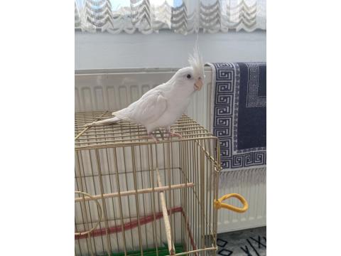 Albino Yakışıklı Erkek Sultan Papağanı