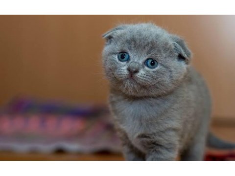 Ruhsatlı İşletmeden Evraklı Scottish Fold Bebekler