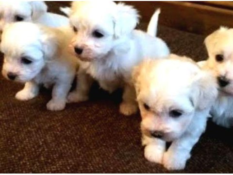 Ev Doğumu Maltese Yavrularımız