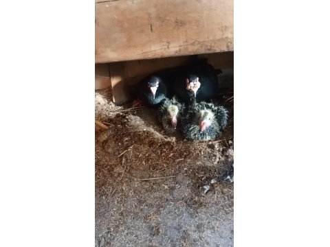 Sivas Keşlisi Güvercinler