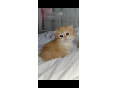 Show Kalite Safkan Golden Bebek Kediler