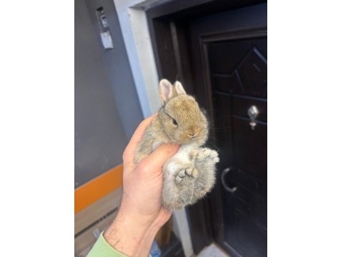 Cüce Tavşanlar Her Yere Gönderilir