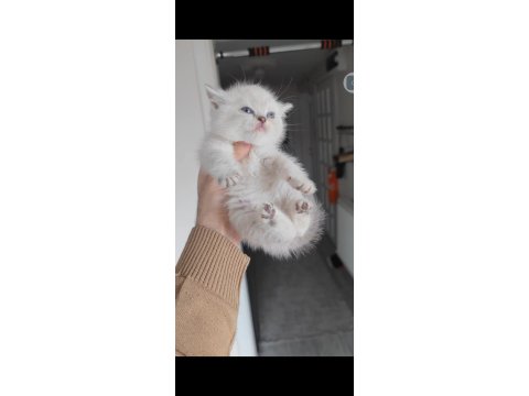 Bebek Kedilerimiz Teslime Hazırdır