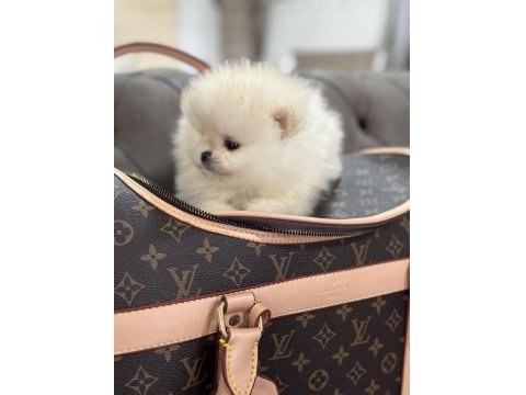 Orjinal Erkek Teacup Pomeranian