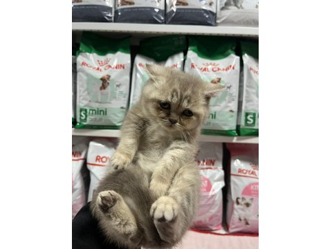 Irkının En İyi Örneklerinden British Kediler Yuvaya Hazır