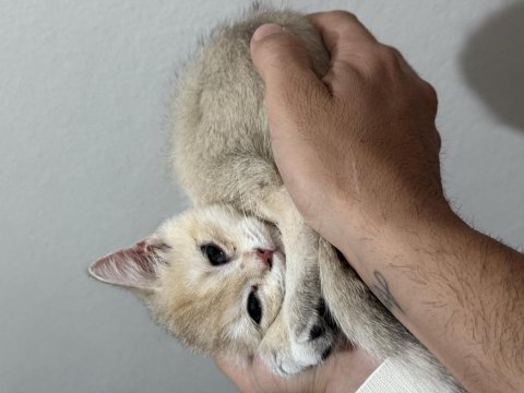 Ny11 Golden British Shorthair